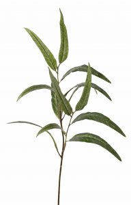 Punt eucalyptus 