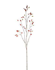 Hondsrozen rode bottel tak