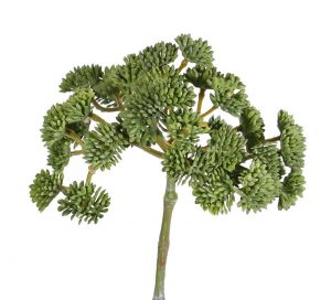 Decoratieve sedum topkwaliteit vetkruid