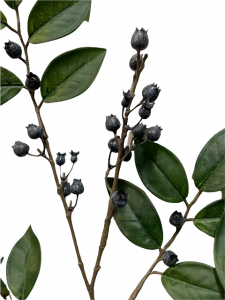 Blauwe bosbes siertak 