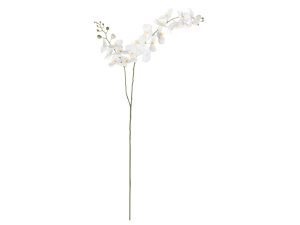 Topkwaliteit orchidee xl wit 2 stem