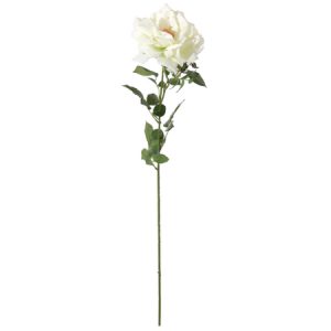 Topkwaliteit grote witte roos