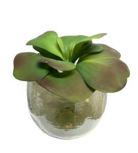 Vetplant in vaas