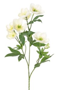 Flowerroom55 helleborus kerstroos in wit 