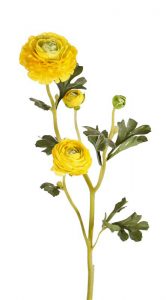 Ranonkel ranunculus geel
