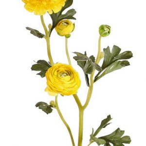 Ranonkel ranunculus geel