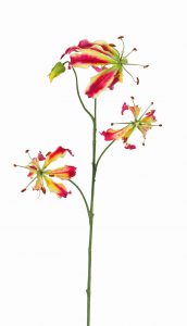 Lelie gloriosa Rood/geel