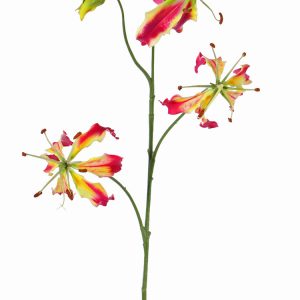 Lelie gloriosa Rood/geel