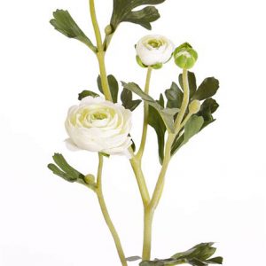 Ranonkel Ranunculus wit