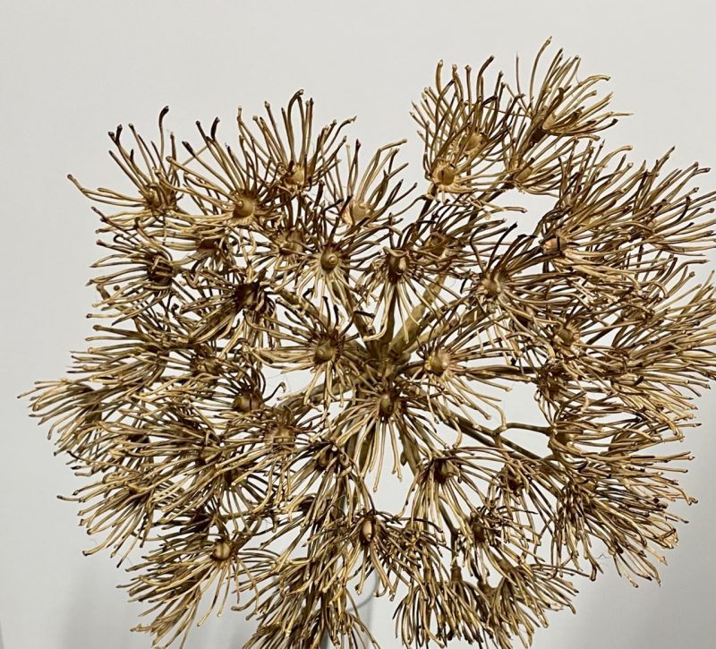 Schermbloem berenklauw naturel