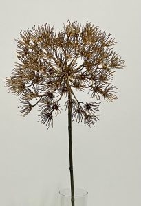 Schermbloem berenklauw naturel