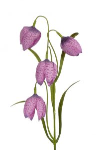 Lila kievitsbloem fritillaria