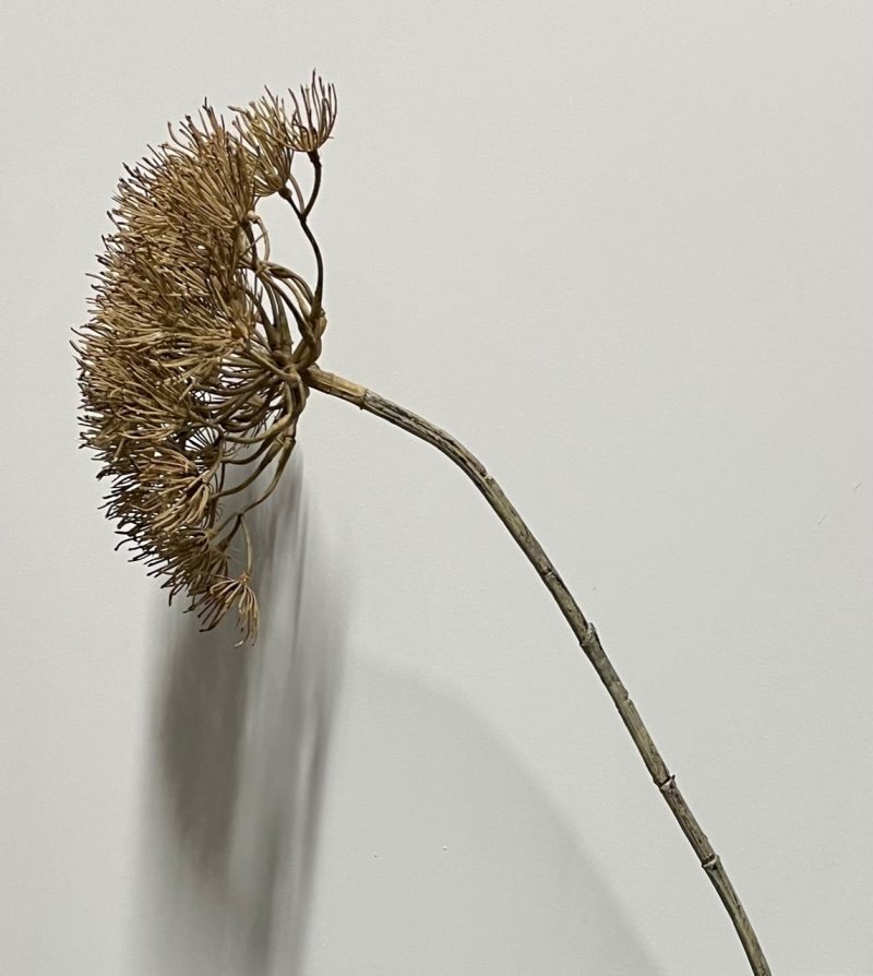 Schermbloem berenklauw naturel