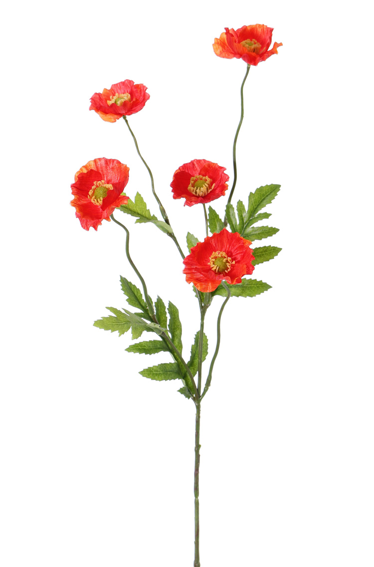 Rode papaver met kleine bloemetjes