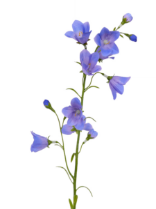 Campanula blauwe klokjes kunstbloem