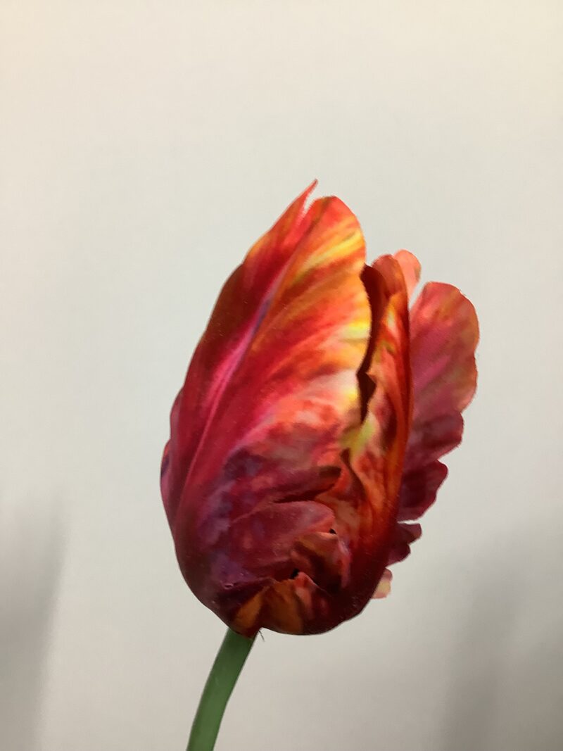 Papegaai tulp in rood/oranje