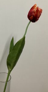 Papegaai tulp in rood/oranje
