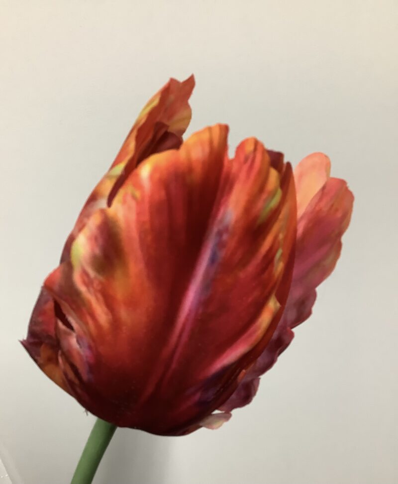 Papegaai tulp in rood/oranje